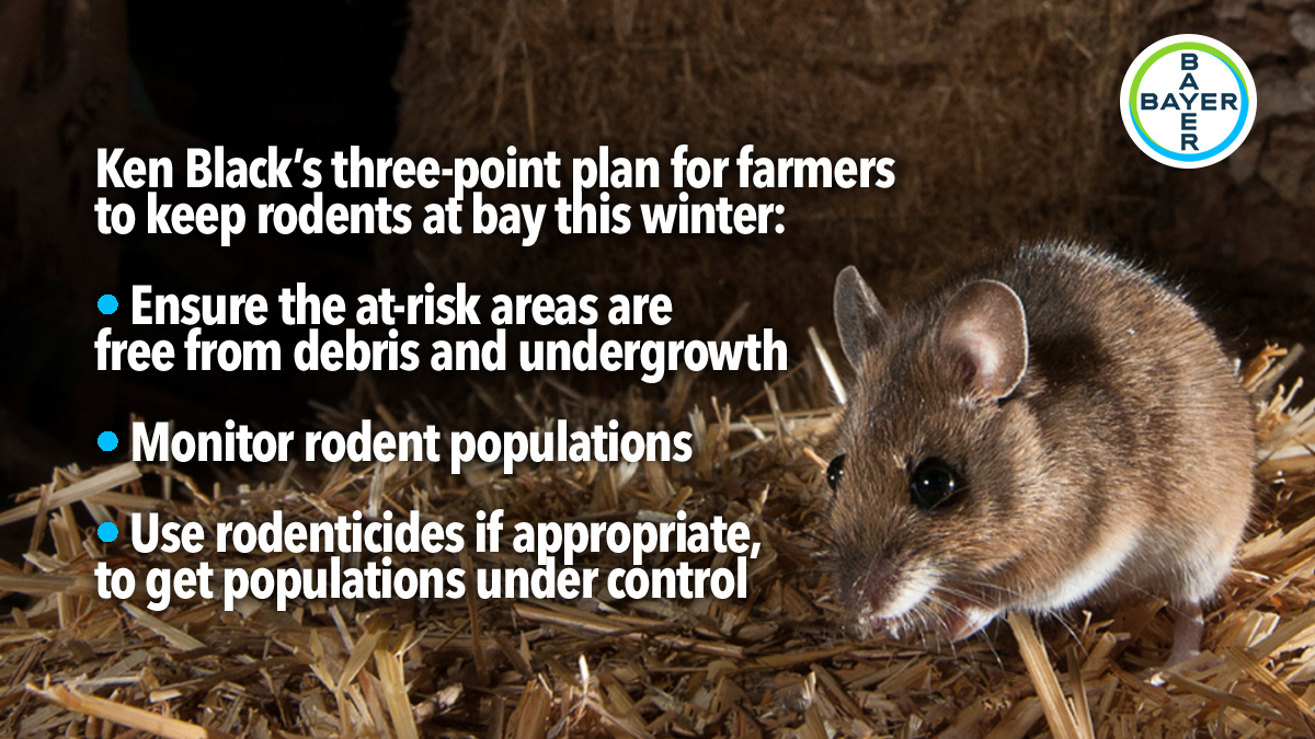 farmers-warned-to-protect-straw=from-rodents